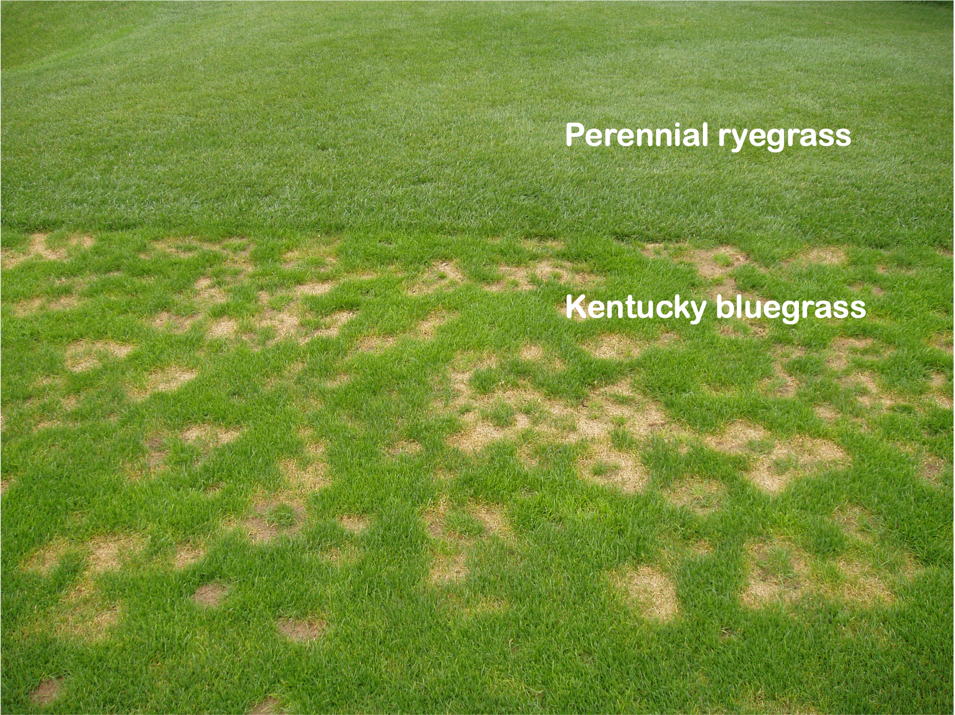 Lawn with irregular brown patches labeled as Kentucky bluegrass damage, contrasted with healthier perennial ryegrass surrounding the affected area.